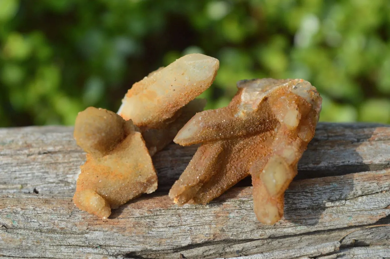 Natural Golden Limonite Fairy Spirit Quartz Finger Clusters x 35 From Boekenhouthoek, South Africa