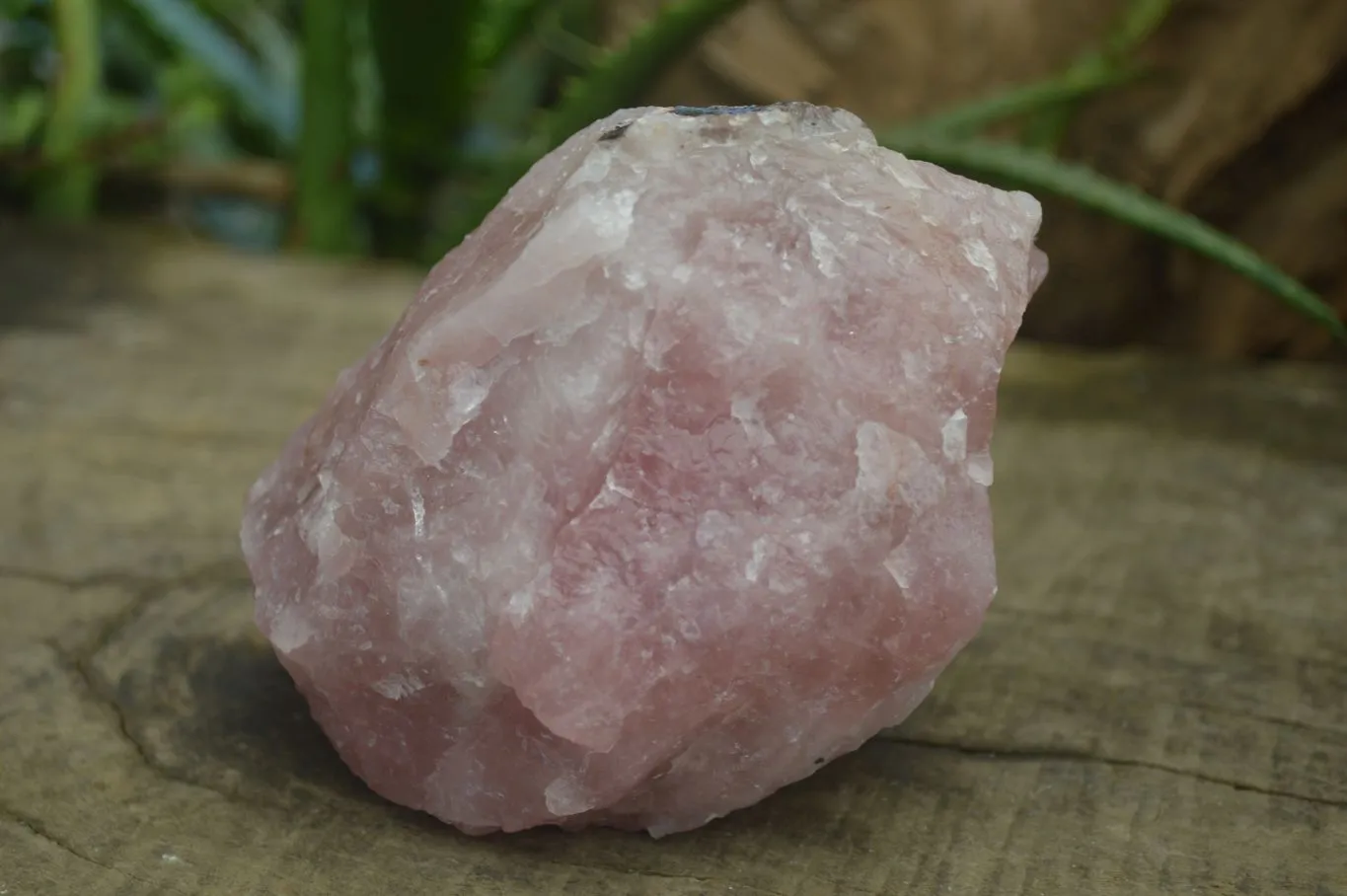 Natural Rough Pink Rose Quartz Specimens  x 4 From Namibia