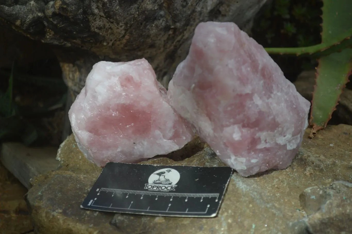 Natural Rough Pink Rose Quartz Specimens  x 4 From Namibia