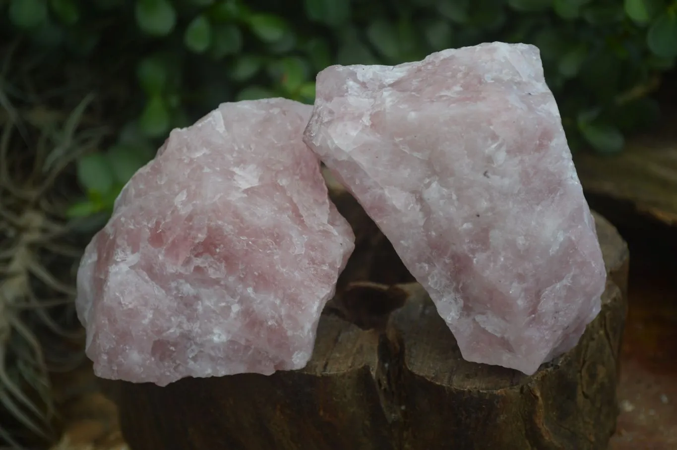 Natural Rough Pink Rose Quartz Specimens  x 4 From Namibia