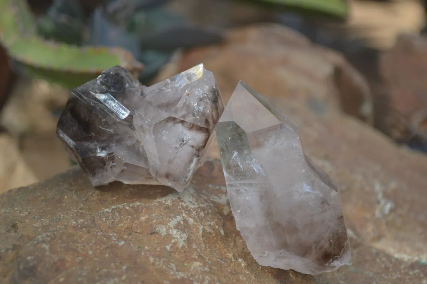 Natural Smokey Window Brandberg Quartz & Matrix Specimens x 6 From Brandberg, Namibia