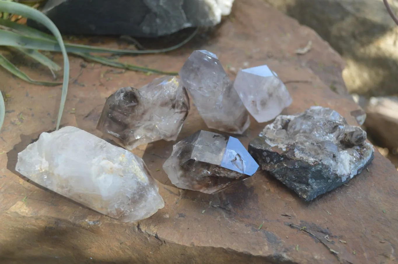 Natural Smokey Window Brandberg Quartz & Matrix Specimens x 6 From Brandberg, Namibia